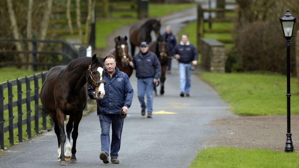 'None of our people who have been in Coolmore for a long time have any recollection of John Warwick treating yearlings in here' - Coolmore deny link to therapist at centre of drugs bust