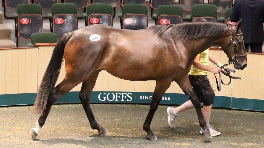 The Milan gelding out of Beautiful War who was purchased for €165,000 by Tom Malone