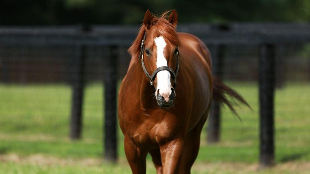 Justify: Coolmore America's sire sensation could have a seismic year in 2024