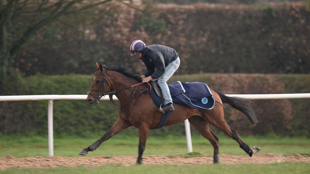 Desert Crown is put through his paces on the 1m2f Side Hill Canter in Newmarket
