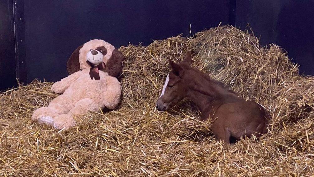 Boomer's filly foal with a teddy bear for company