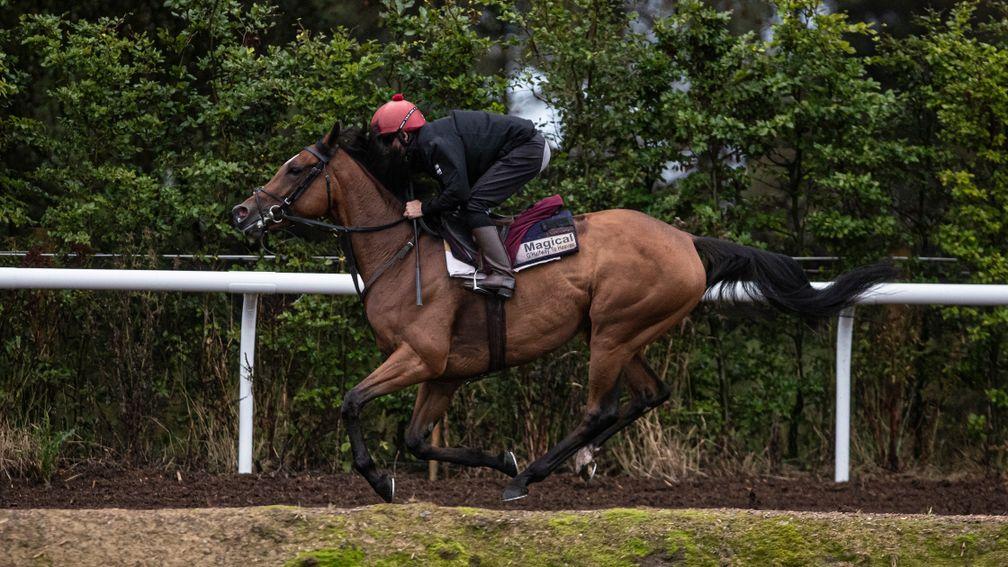 Magical pictured on the gallops at home