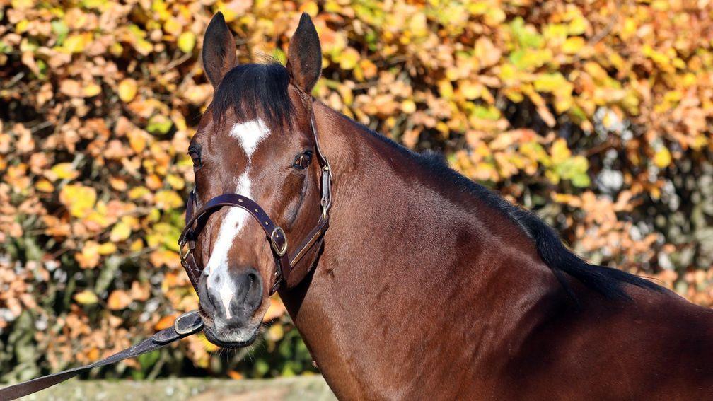 Camacho: a breakout year for the sire in 2018 as he was represented by a Classic winner in Teppal and a Royal Ascot scorer in Signora Cabello