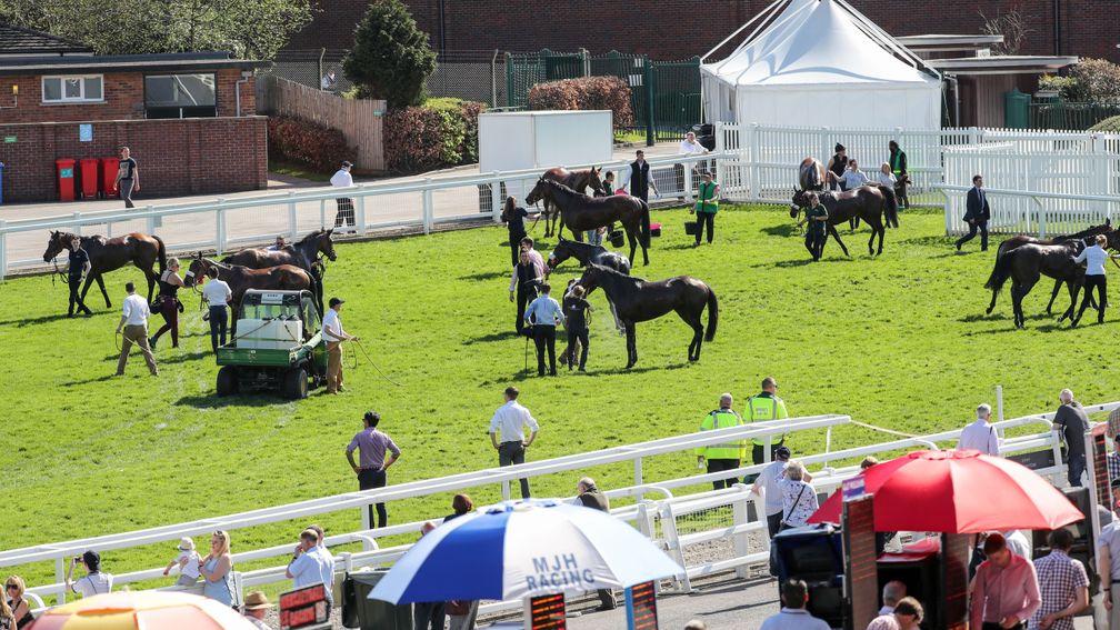 Horses are cooled at Cheltenham as the bookmakers seek shade under their umbrellas