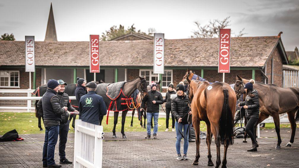 Lots are shown at Sandown for the Goffs Tingle Creek Sale