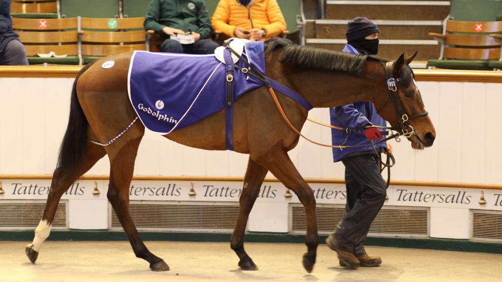 Lot 1,952: Queen Kahlua brings 160,000gns from Galloway Stud