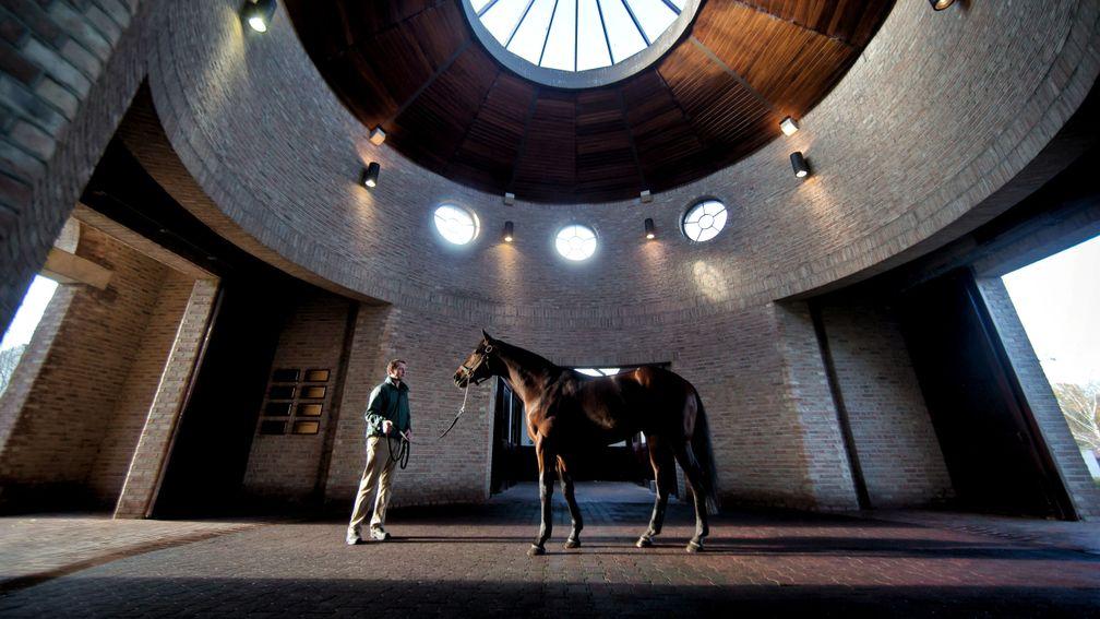 Sea The Stars: Gilltown Stud resident is the sire of 15 Group 1 winners