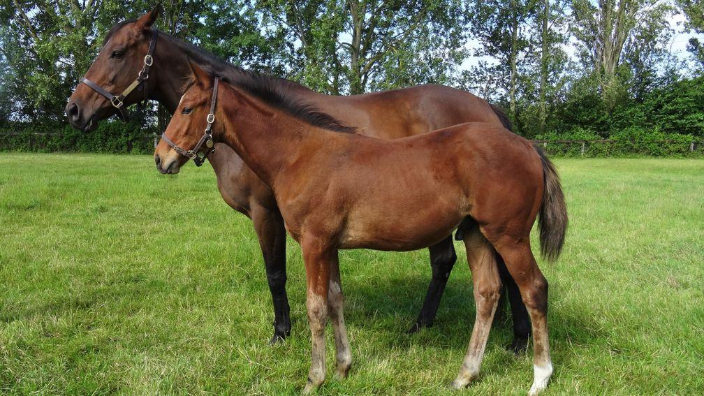 Desert Berry with her Nathaniel foal