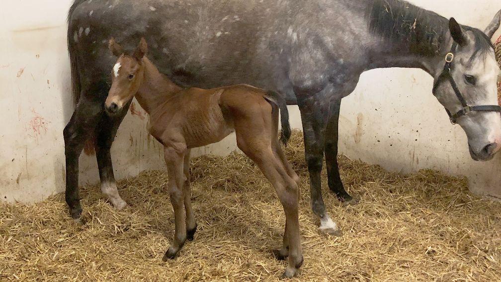 Fly To The Top and her newborn Mukhadram filly foal