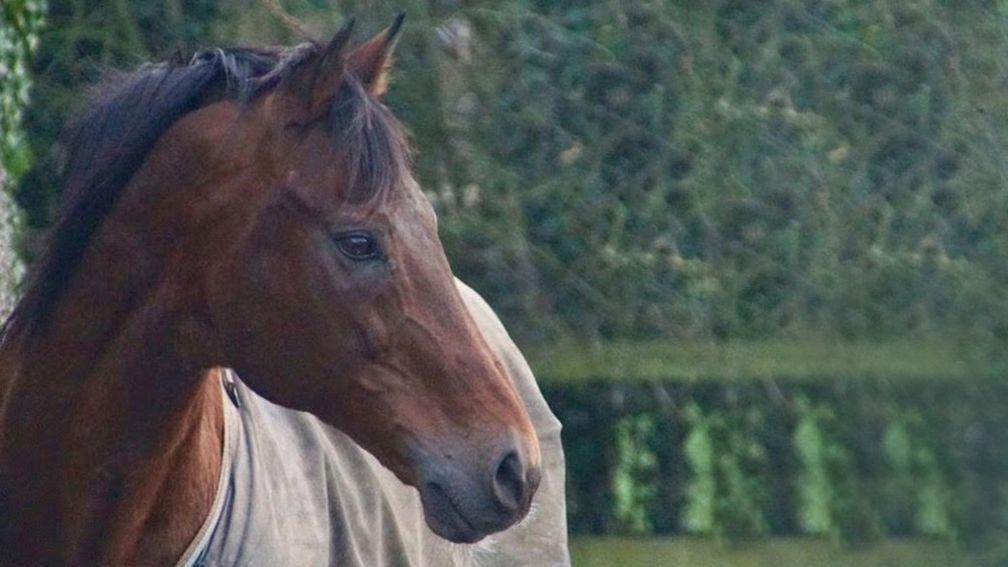 Shantou: a fine racehorse and National Hunt sire who will be missed but warmly remembered at Burgage Stud