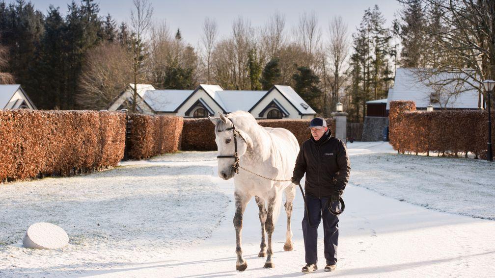 He might look cold here, but Mastercraftsman has been red-hot in 2018