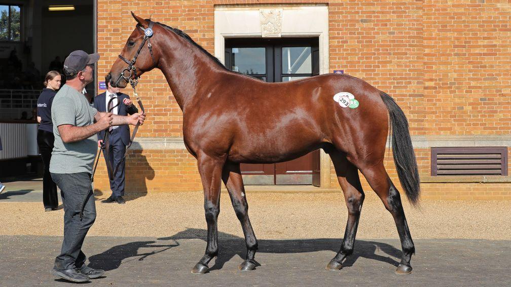 Kildallan Farm's Smooth Daddy colt strikes a pose after making £120,000 from Johnston Racing