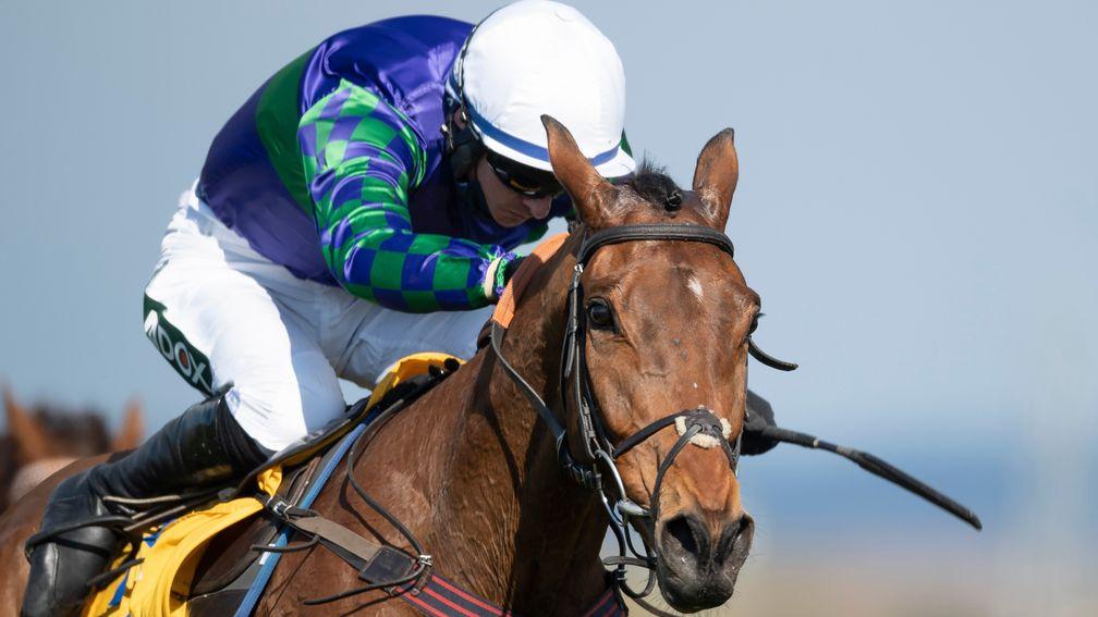 Thyme Hill will be ridden for the first time by Micheal Nolan at Cheltenham next month