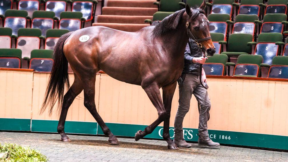 Romanosa takes her turn around the sales ring at Goffs