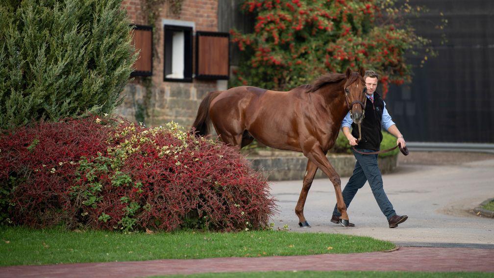 Lightning Spear: one of six stallions on the roster at Tweenhills Stud