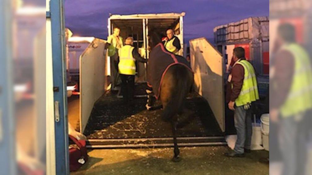 Marsha: boarding a horsebox en route to Del Mar