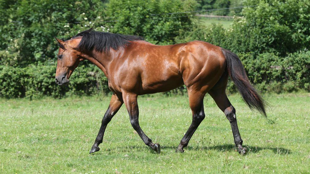 Rathasker Stud stallion Bungle Inthejungle will have his fee increased for 2019