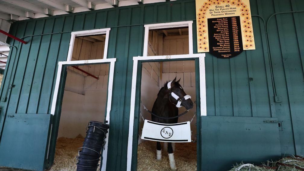 Always Dreaming looks out from the stall reserved for the Kentucky Derby winner at Pimlico, where he will bid for the Preakness Stakes on Saturday