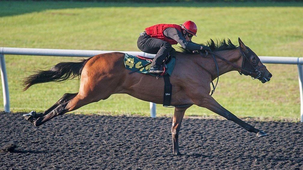 A two-year-old is put through its paces at the Ocala Breeders' Sales breeze-up