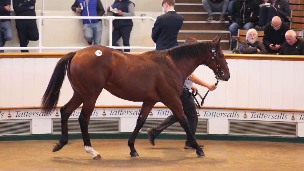Lot 1,745: the Time Test colt out of Purest sells for 95,000gns