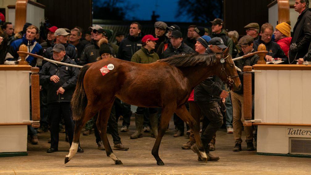 Chaldean's Kingman half-sister sells for 1,000,000gns to Juddmonte at Tattersalls last year