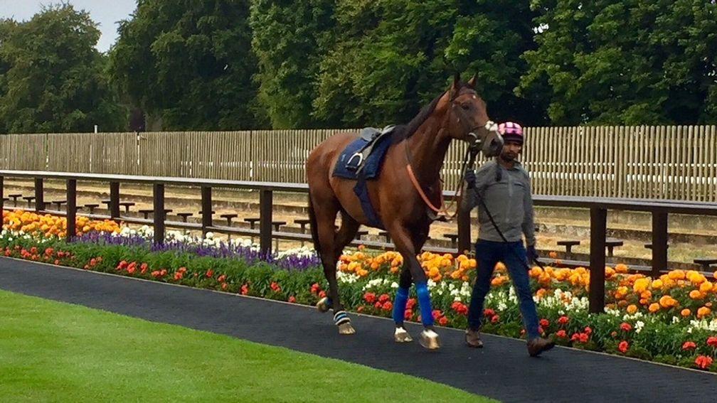 Eqtidaar takes in the sights of the July course on Tuesday morning