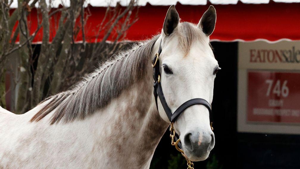 Sebago Lake: "She's a beautiful mare, in foal to the right horse"