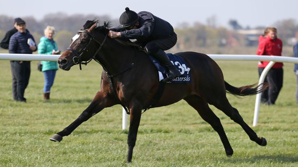 A two-year-old gallops up the Rowley Mile at the Tattersalls Craven Breeze-Up Sale