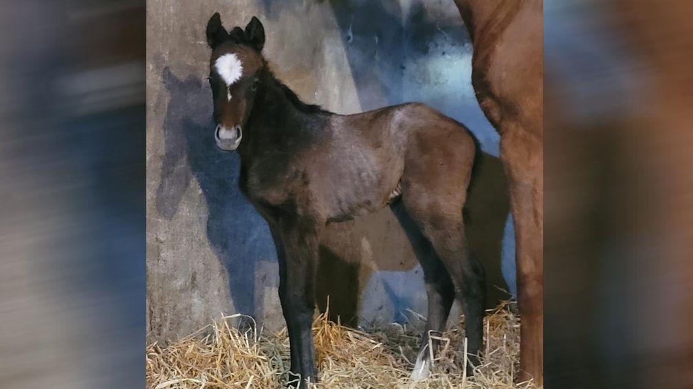 Gurteen Stud's filly by Sassofortino out of Queen Of Colours