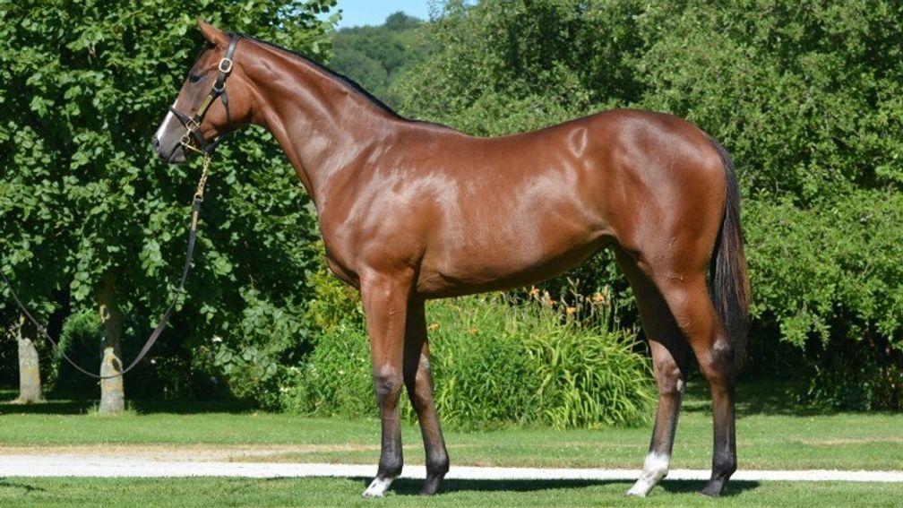 What a beauty: Laurens pictured as a yearling