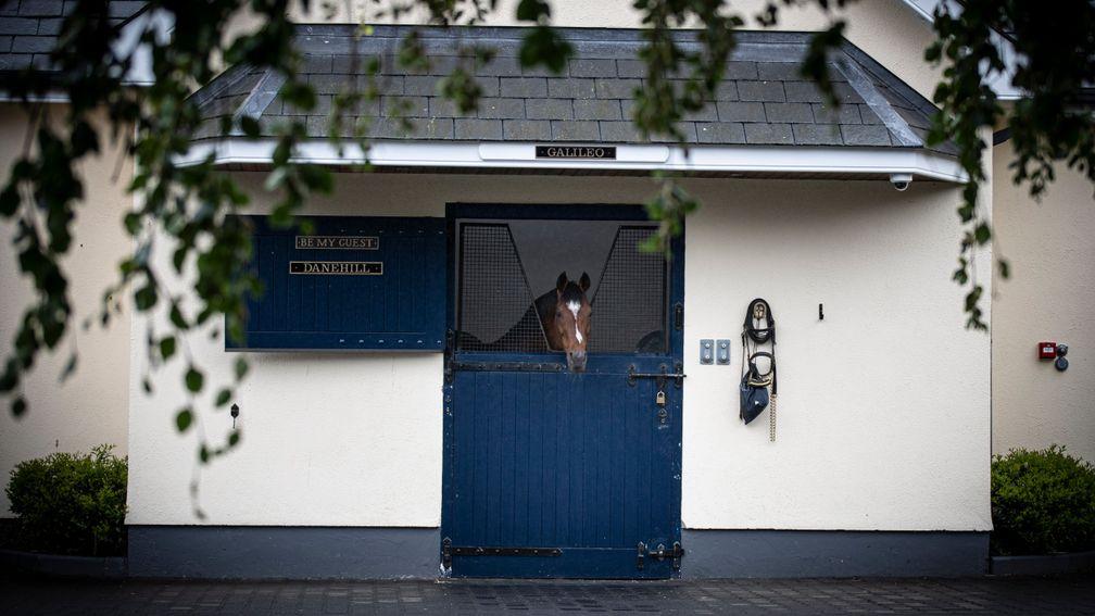 Leading sire Galileo peaks out of his stable at Coolmore Stud in Tipperary