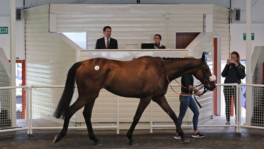 Showbusiness: Camelot gelding sold to Tom Malone for £30,000