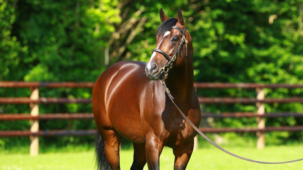 Shalaa: Castlefarm Stud offer a Dubawi half-sister to the champion two-year-old and Haras de Bouquetot sire
