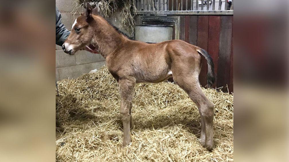 Wadacre Stud's colt foal by The Gurkha out of Trip To Glory