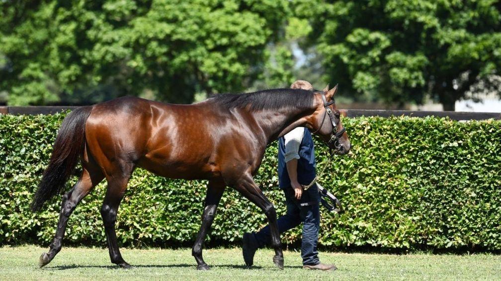 Time Test: National Stud resident one of the first-season sires catching the eye