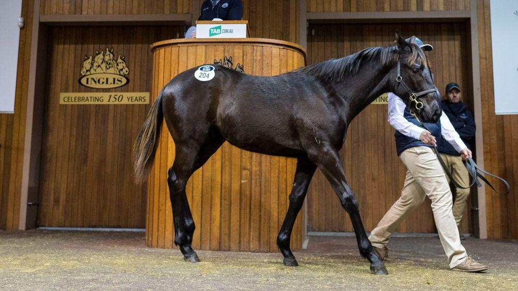 Inglis: More Than Ready colt topped the first day of selling at the Great Southern Sale