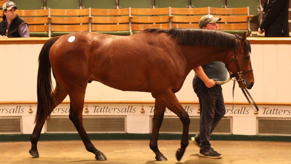 The Scat Daddy colt out of Madera Dancer topped the Tattersalls Craven Breeze-Up Sale when selling to Stephen Hillen for 900,000gns