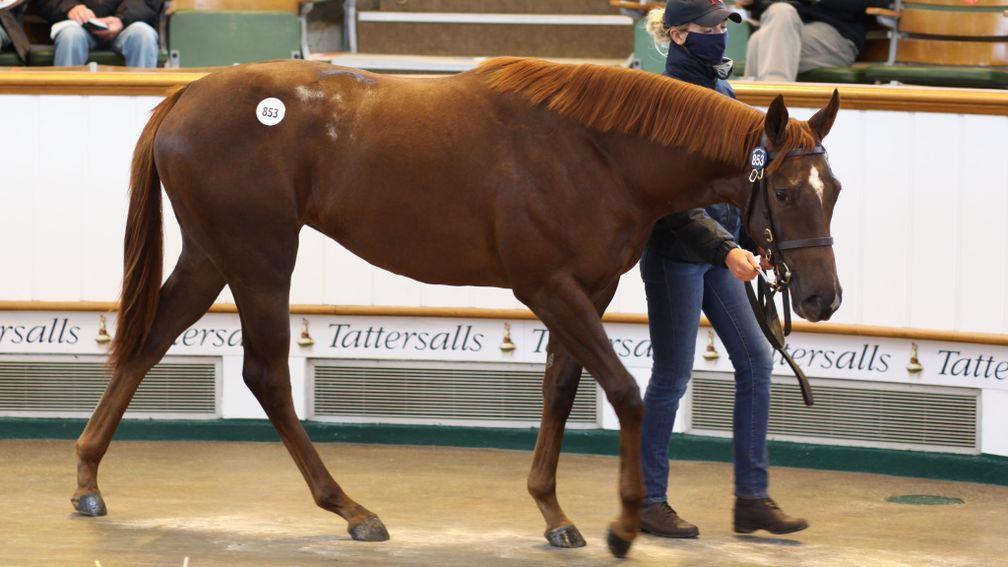 Lot 853: the Ribchester filly out of Hint of Pink sells to White Birch Farm and Demi O'Byrne for 300,000gns