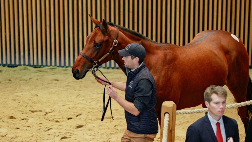 The Sea The Stars colt offered by Haras du Mont dit Mont reached €340,000