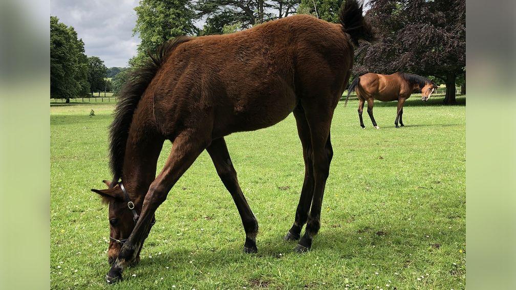 Lawn Stud's Calyx foal, the first thoroughbred to receive the Weatherbys ePassport