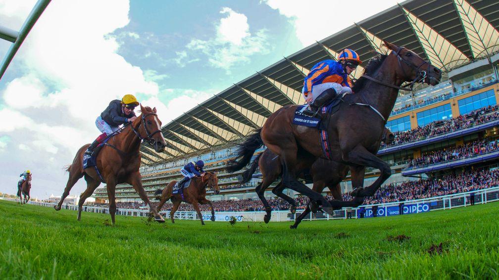 Order Of St George beats Torcedor and Stradivarius (yellow cap) in the Long Distance Cup at Ascot. Order Of St George and Stradivarius are now joint favourites for the Ascot Gold Cup