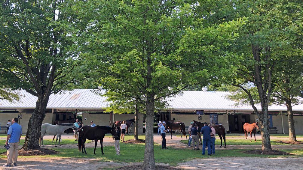 Some 23 offerings from Pin Oak went through the ring on Sunday