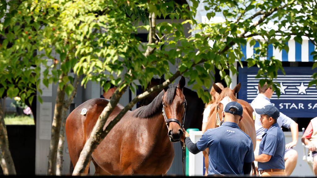 Yearling inspections underway at Keeneland