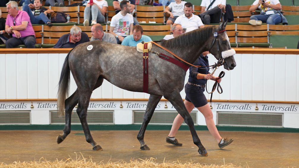Lethal Steps in the ring before fetching 300,000gns