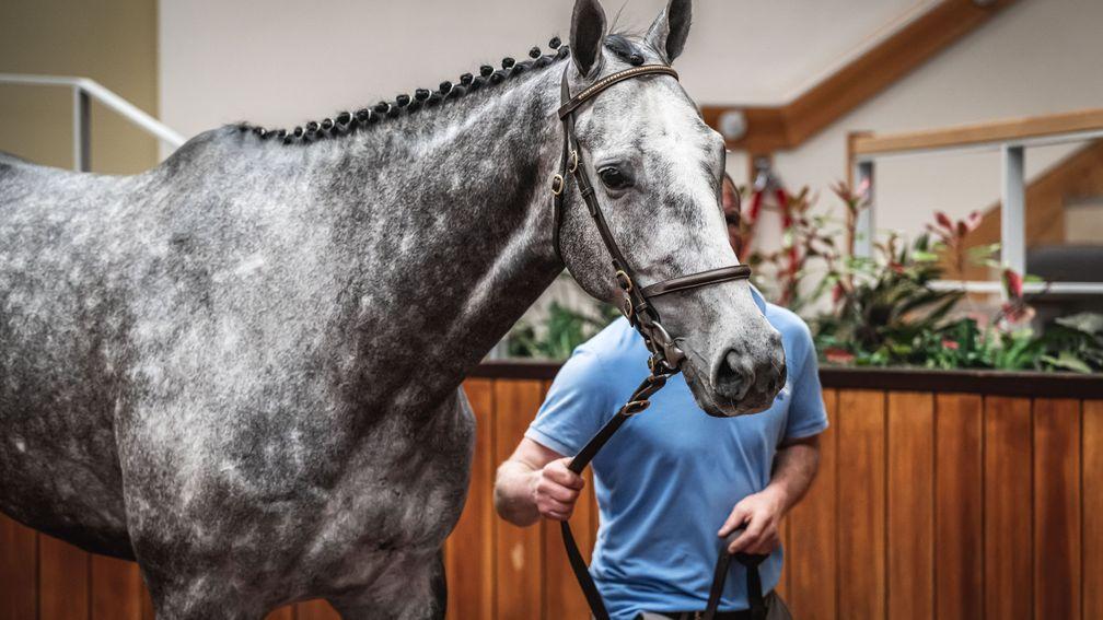 Benny Walsh's Silver Jet in the Goffs UK sales ring before selling to Kevin Ross and Harry Fry for £125,000