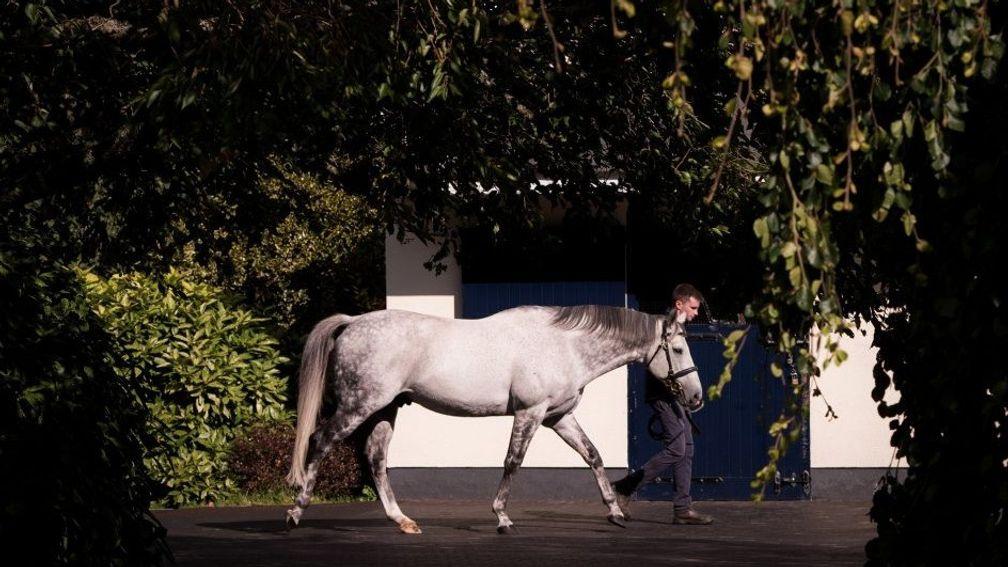 Mastercraftsman: sire of 16 Group/Grade 1 winners has died aged 15