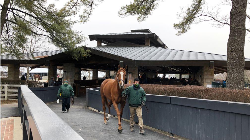 Regal Glory, who shared top honours at Keeneland on Tuesday when knocked down for $925,000