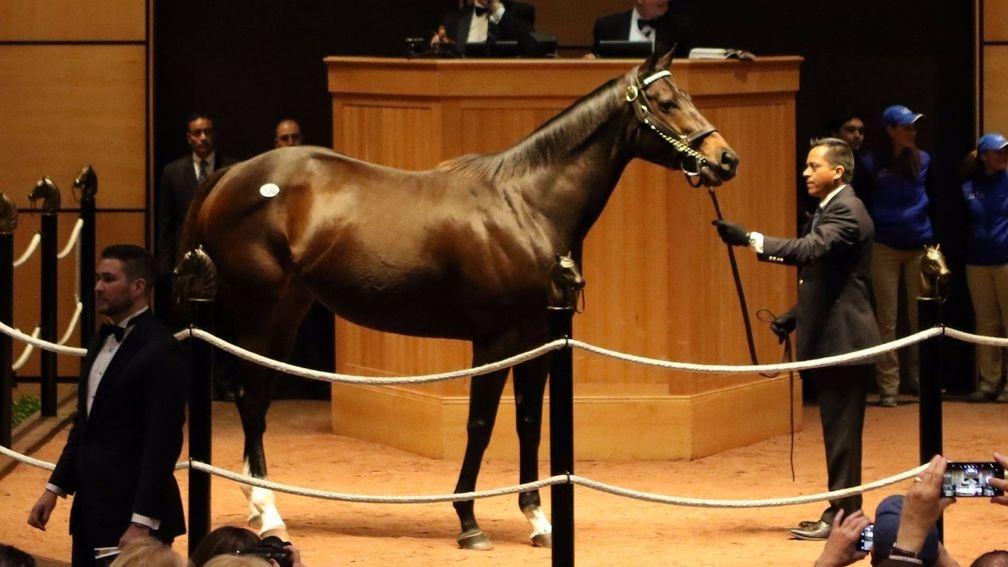 Tepin in the Fasig-Tipton ring before being knocked down to MV Magnier for $8 million