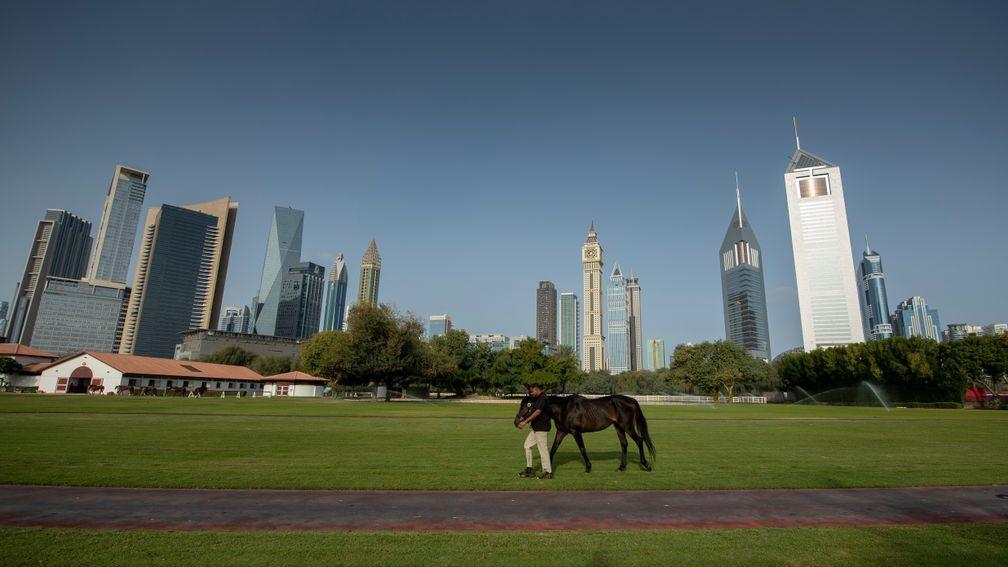 The scene at Zabeel Stables on Tuesday