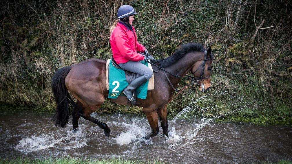Douvan, at home ridden by Hollie Conte, is set for a Punchestown return after his Cheltenham fall
